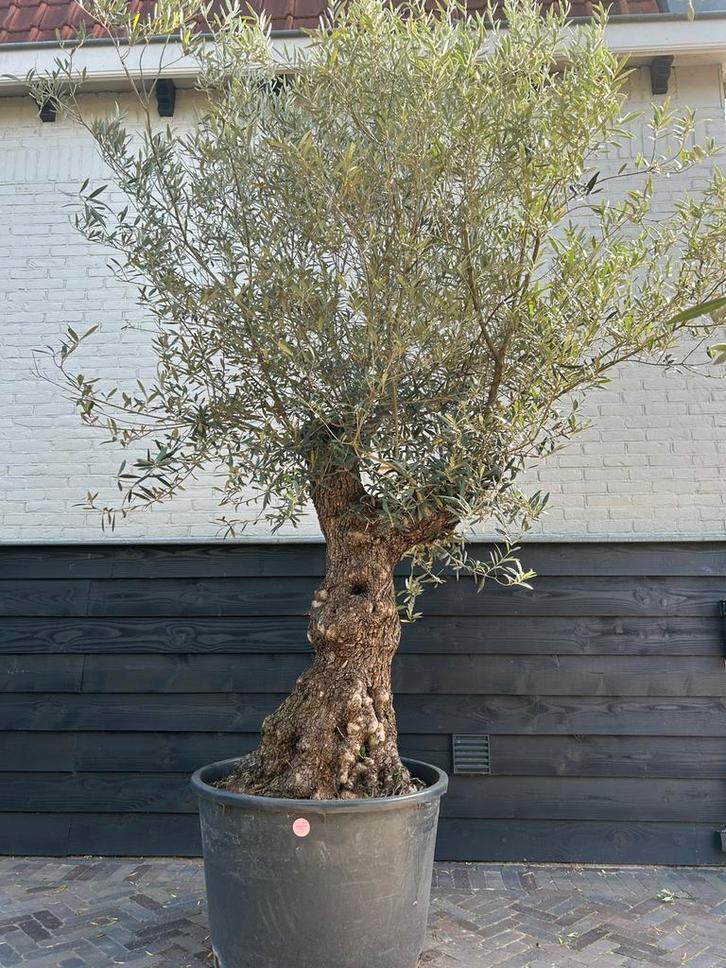 Olea europaea olijfboom stamomtrek 80/100cm, Tuin en Terras, Planten | Bomen, Olijfboom, 100 tot 250 cm, Volle zon, Zomer, Ophalen