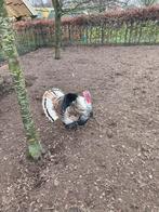 Mooie ronquieres hennen, niet voor de slacht, Vrouwelijk, Kip