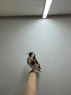 Majoor Putters Wildkleur, Dieren en Toebehoren, Vogels | Overige Vogels, Meerdere dieren, Wildzangvogel, Geringd