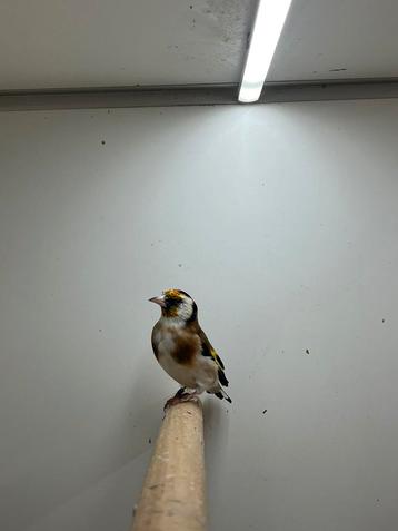 Majoor Putters Wildkleur beschikbaar voor biedingen