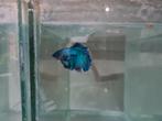 Betta splendens super delta kempvis man, Vis, Zoetwatervis