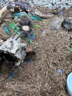 brachypelma albiceps, Dieren en Toebehoren, Spin of Schorpioen