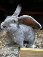 Lieve vlaamse reus, Vrouwelijk, Groot, Hangoor, 0 tot 2 jaar