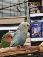 Lieve Agapornissen beschikbaar, Dieren en Toebehoren, Vogels | Parkieten en Papegaaien, Geslacht onbekend, Dwergpapegaai of Agapornis