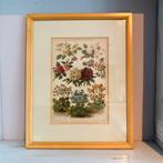 Vintage botanische oude prent in lijst, Verzenden