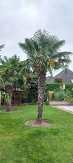 Verse Dadeltakken van Eigen Palmbomen - Kessel-Eik, Huis en Inrichting, Ophalen, Nieuw