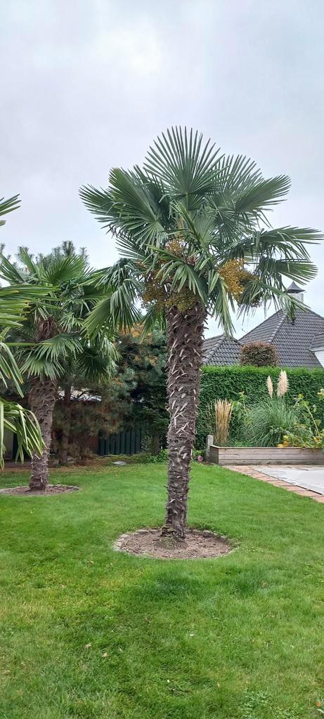 Verse Dadeltakken van Eigen Palmbomen - Kessel-Eik, Huis en Inrichting, Woonaccessoires | Droogbloemen, Nieuw, Ophalen