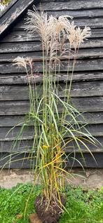 XXL planten - Miscanthus sin. Gracillimus (180cm hoog), Tuin en Terras, Planten | Tuinplanten, Ophalen, Volle zon, Vaste plant