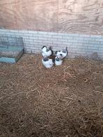 Wyandotte krielkippen Wit-zwartcolumbia, Dieren en Toebehoren, Pluimvee, Meerdere dieren, Kip