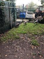 Pauwen te koop, Dieren en Toebehoren, Pluimvee, Meerdere dieren, Overige soorten