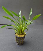 Cryptocoryne nevelli, Ophalen of Verzenden, Nieuw, Plant(en), Steen of Hout