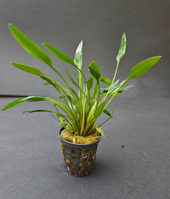 Cryptocoryne nevelli, Dieren en Toebehoren, Vissen | Aquaria en Toebehoren, Nieuw, Plant(en), Steen of Hout, Ophalen of Verzenden