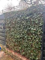 Klimop hedera haag kant en klaar op metaal 180x180, Ophalen, Overige materialen, Minder dan 3 meter, 1 tot 2 meter