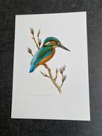 10 prenten zangvogels 19x27 cm samen 20 euro oa ijsvogel, Ophalen of Verzenden, Natuur en Biologie