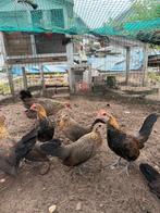 Haan hollandse kriel, Dieren en Toebehoren, Pluimvee, Mannelijk, Kip