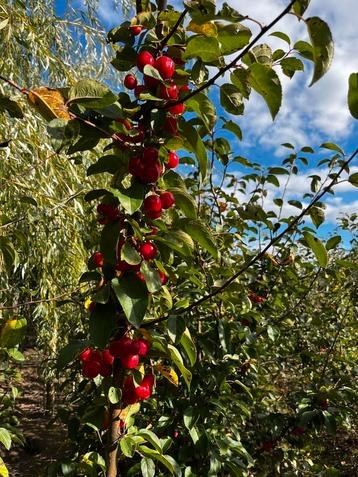 Malus red sentinel (sierappel) beschikbaar voor biedingen