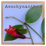 20. lipstickplant stekje €2,50, Ophalen of Verzenden, Overige soorten, Minder dan 100 cm