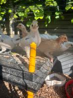 Kuikens USA zijdehoen/ Ayam Cemani/Sussex krielkip, Dieren en Toebehoren, Pluimvee, Geslacht onbekend, Kip