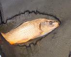 Grote ghost karper, Dieren en Toebehoren, Vissen | Vijvervissen, Karper of Koi