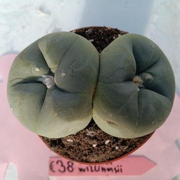 Cactus    lophophora williamsii  (pyotil) beschikbaar voor biedingen