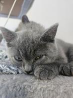 Britse korthaar kruising blauwe rus kittens poes, Poes, Ontwormd, 0 tot 2 jaar