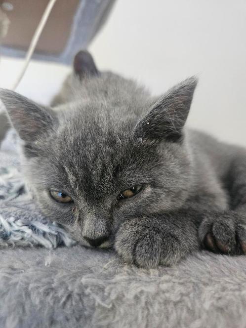 Britse korthaar kruising blauwe rus kittens poes, Dieren en Toebehoren, Katten en Kittens | Raskatten | Korthaar, Poes, 0 tot 2 jaar
