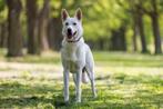 Witte Zwitserse herder, Dieren en Toebehoren, Honden | Herdershonden en Veedrijvers, Rabiës (hondsdolheid), Reu, 1 tot 2 jaar