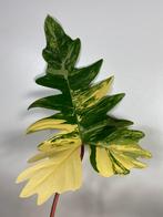 Philodendron Mayoi x Florida Beauty Variegata Kruising, Huis en Inrichting, Kamerplanten, Ophalen of Verzenden, Overige soorten
