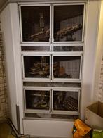 Gratis op te halen.   6 chinchilla's, Dieren en Toebehoren, Knaagdieren, Mei, Meerdere dieren, Chinchilla