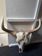 Mooie skull in prima staat, Huis en Inrichting, Woonaccessoires | Overige, Ophalen