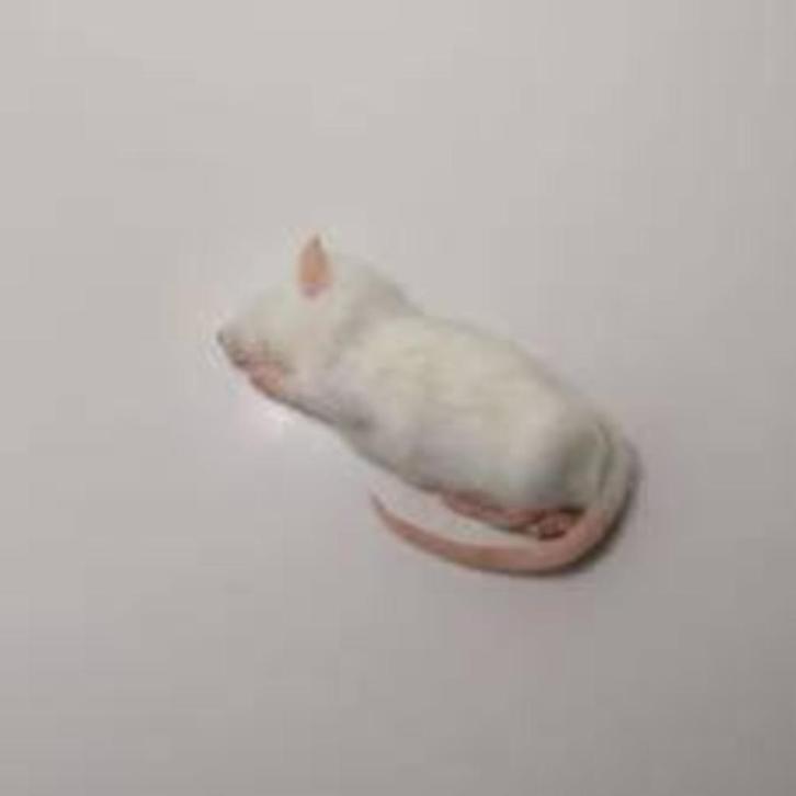 Diepvries muizen en ratten bij csreptiles venlo, Dieren en Toebehoren, Reptielen en Amfibieën | Toebehoren, Nieuw, Ophalen of Verzenden