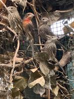 Mexicaanse roodmussen, Dieren en Toebehoren, Meerdere dieren, Geringd