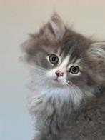 Kittens britse langhaar x Ragdoll, Dieren en Toebehoren, Katten en Kittens | Raskatten | Langhaar, Meerdere dieren, Ontwormd, 0 tot 2 jaar