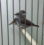 Oranjestuit diamantvinken, Dieren en Toebehoren, Vogels | Overige Vogels, Geslacht onbekend, Tropenvogel