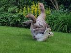 Toulouse ganzen | Grote gans | Jonge genten |Passend advies, Dieren en Toebehoren, Pluimvee, Meerdere dieren, Gans of Zwaan