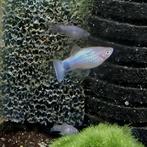 Mickey Mouse platys / Plaatje, Vis