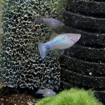 Mickey Mouse platys / Plaatje beschikbaar voor biedingen