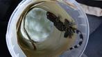 Tokey gekko's, Dieren en Toebehoren, Overige soorten, Met terrarium, 0 tot 2 jaar