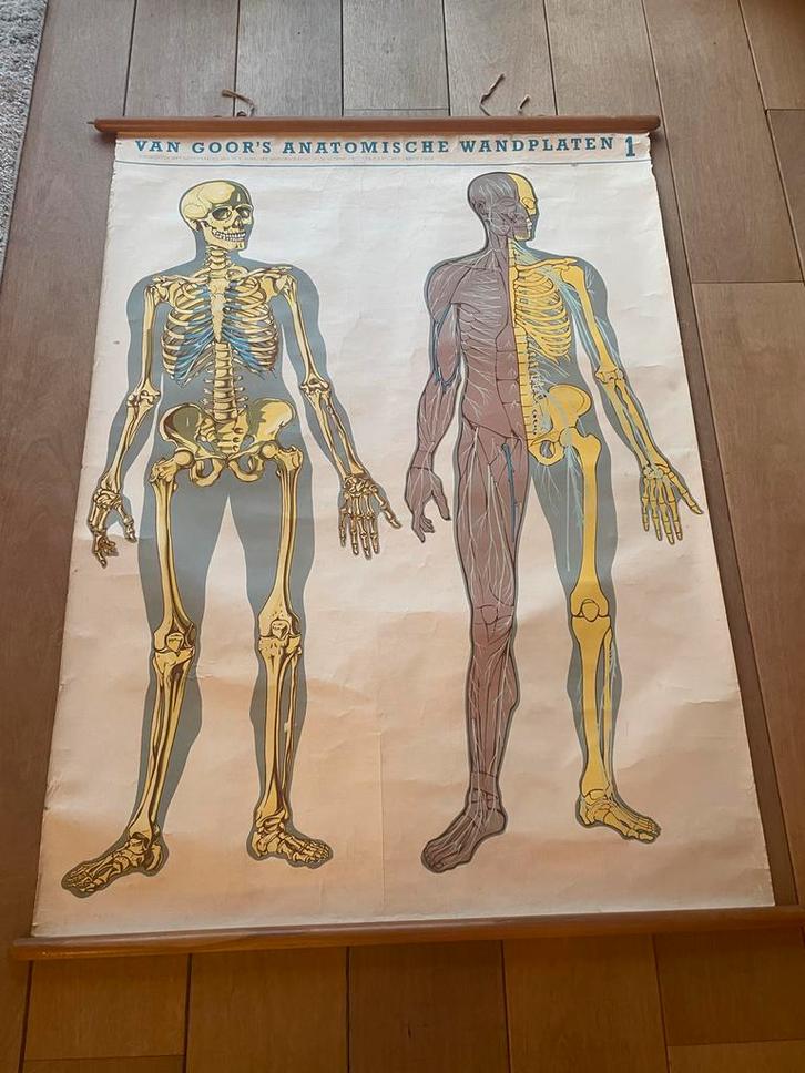 Anatomische schoolplaat Van Goor, Antiek en Kunst, Antiek | Schoolplaten, Natuur en Biologie, Ophalen of Verzenden