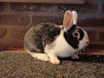 Jonge dwerg konijnen Satijn, Meerdere dieren, Dwerg, 0 tot 2 jaar