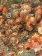 Posthoornslakken, Dieren en Toebehoren, Overige soorten