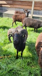 Ouessant schapen | Dekram te leen | Diverse kleuren, Dieren en Toebehoren, Schapen, Geiten en Varkens, Schaap, Mannelijk, 0 tot 2 jaar