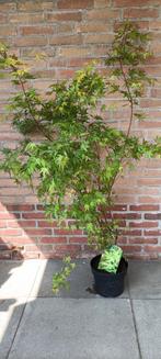Japanse esdoorn ( Acer palmatum ) 125cm, Ophalen, Esdoorn, Struik, 100 tot 250 cm