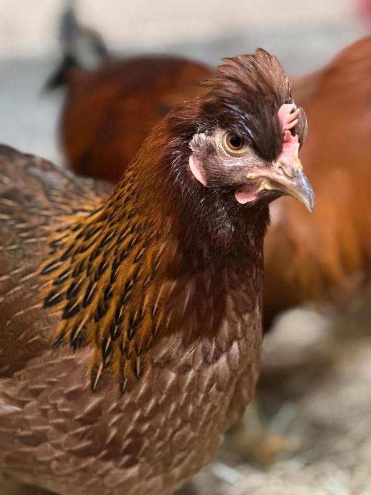 Jonge hennen mei jl., Dieren en Toebehoren, Pluimvee, Kip, Vrouwelijk