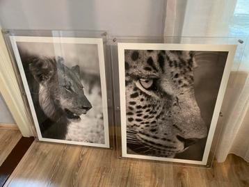 Platen Leeuw & Tijger - Wanddecoratie beschikbaar voor biedingen