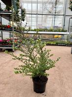 Ilex Crenata 'Convexa' 60-70cm, Ophalen, Hulst, Minder dan 100 cm