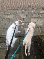 Dogsitter/ Hondenoppas: dagopvang en overnachting, Ophalen