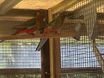 Pennant Rosella koppel, Dieren en Toebehoren, Meerdere dieren, Parkiet, Geringd