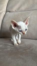 Devon rex kittens met stamboom, Dieren en Toebehoren, Meerdere dieren, Met stamboom