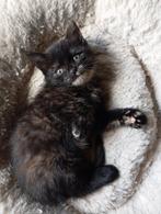 Kitten vrouwtje, Dieren en Toebehoren, Meerdere dieren